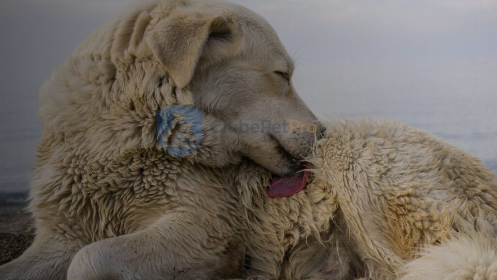 queda-de-pelo-por-coceira-cachorro