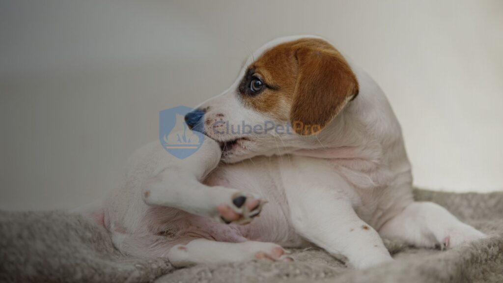 como-saber-se-e-alergia-ou-pulga-no-cachorro