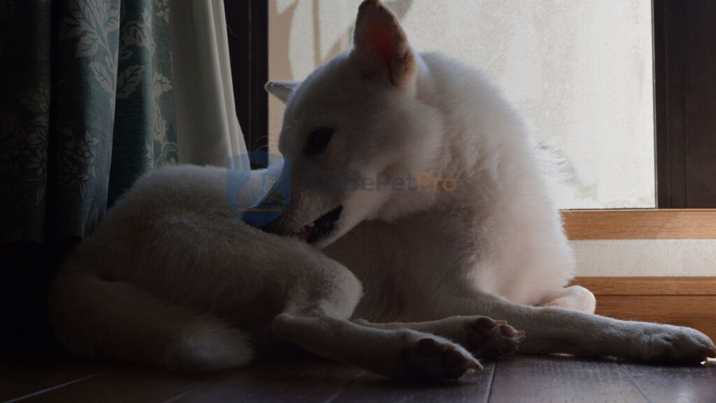 cachorro-se-cocando-a-noite