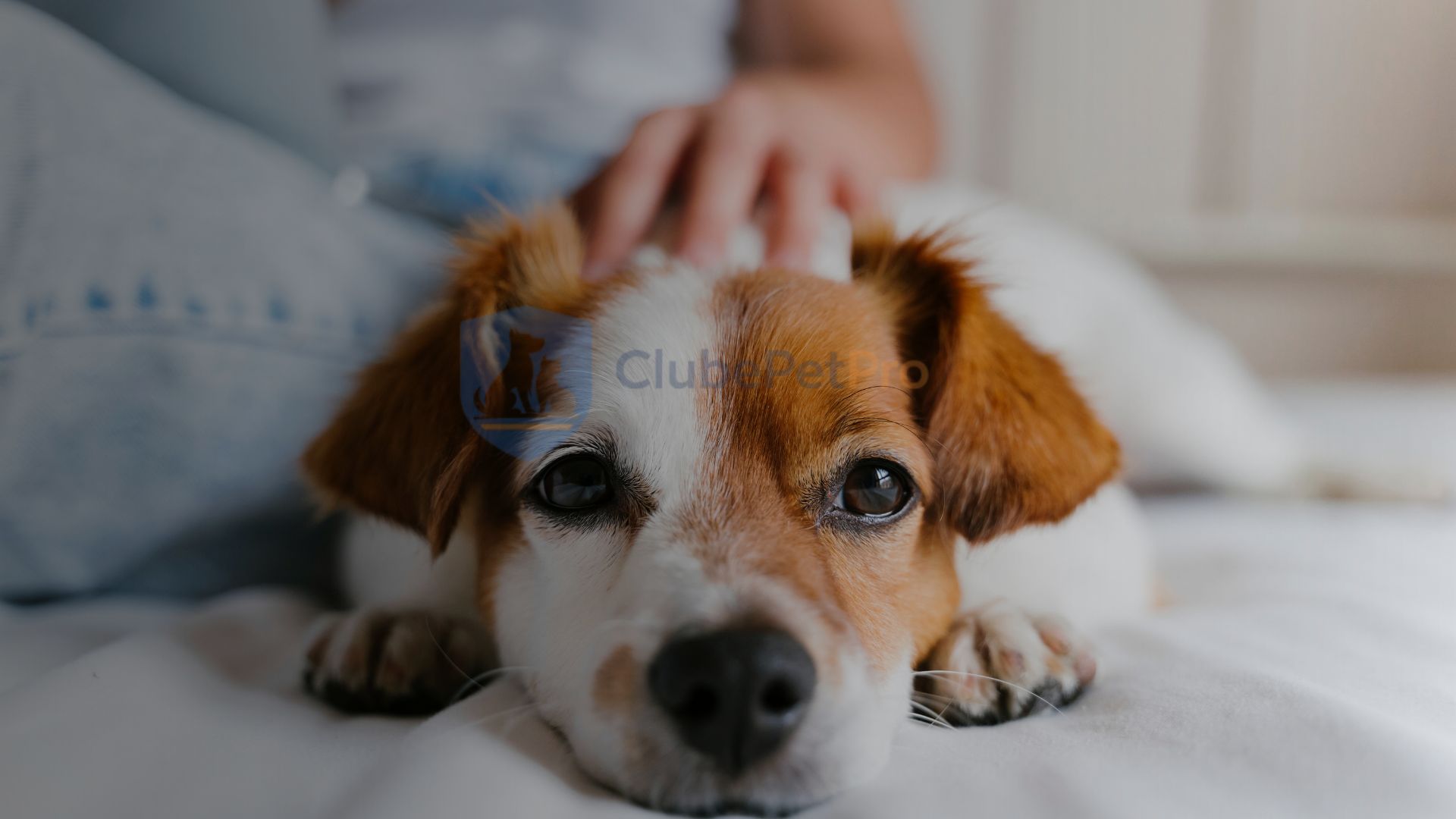 coceira-se-cocando-a-noite