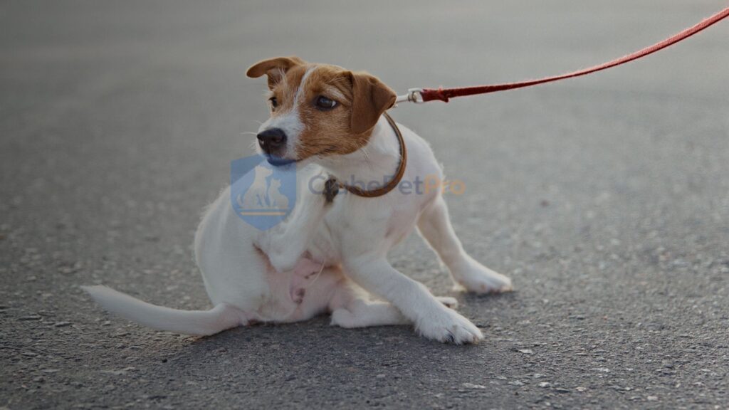 feridas-na-pele-do-cachorro-por-coceira