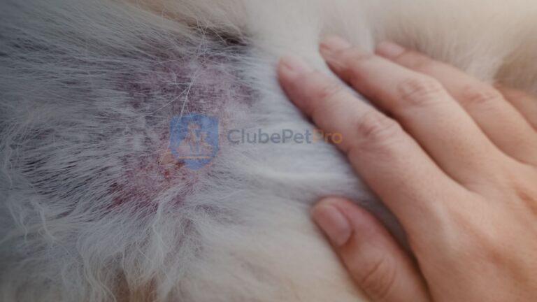 feridas-na-pele-do-cachorro-por-coceira
