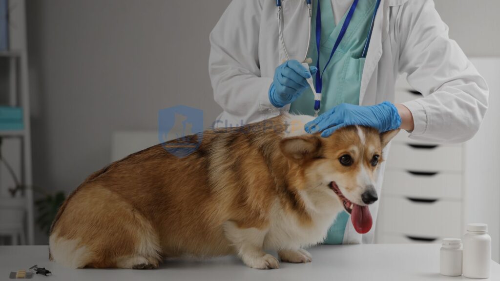 atendimento-veterinario