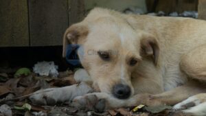 alergia-alimentar-em-caes