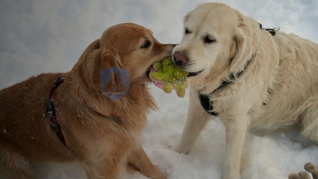 dieta-de-exclusa-em-caes