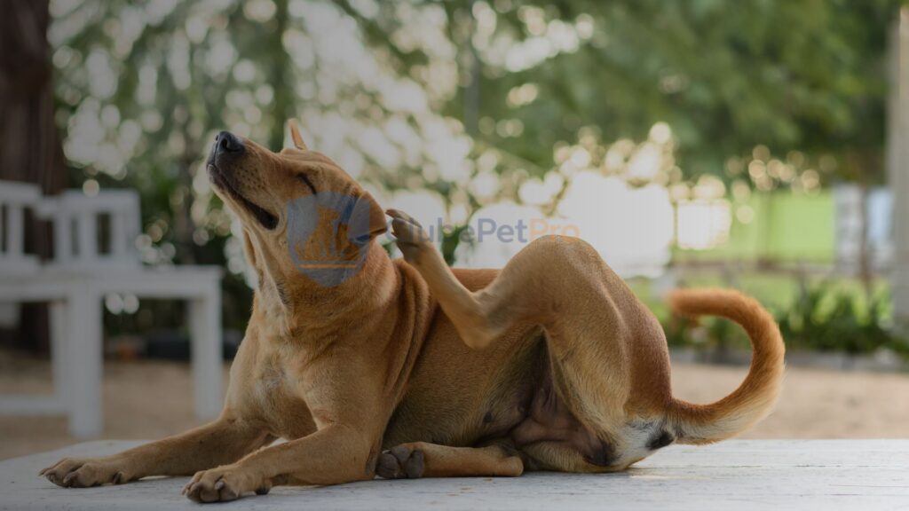 como-saber-se-e-alergia-ou-pulga-no-cachorro