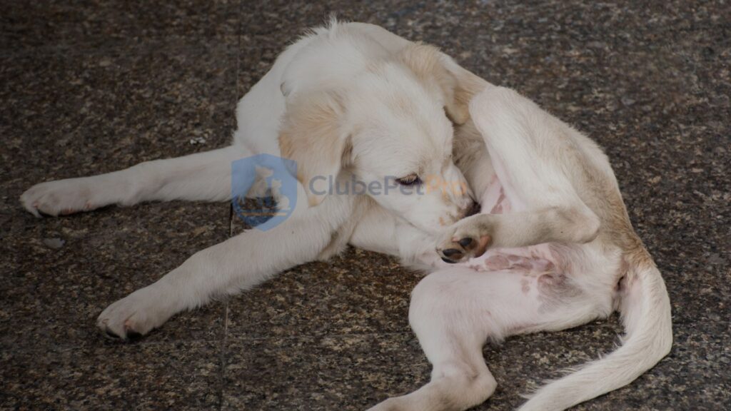sintomas-de-alergia-no-cachorro
