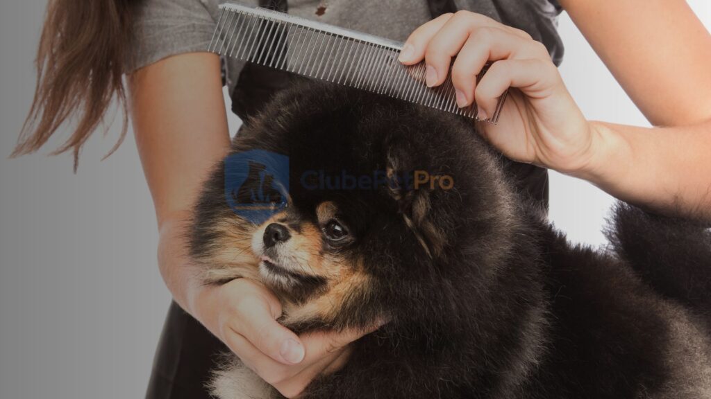 teste-para-achar-pulga